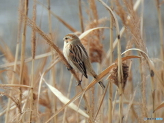 オオジュリン85