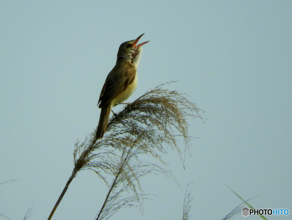オオヨシキリ40