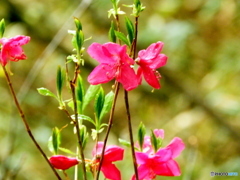 ムラサキシオツツジ