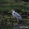 アオサギ57