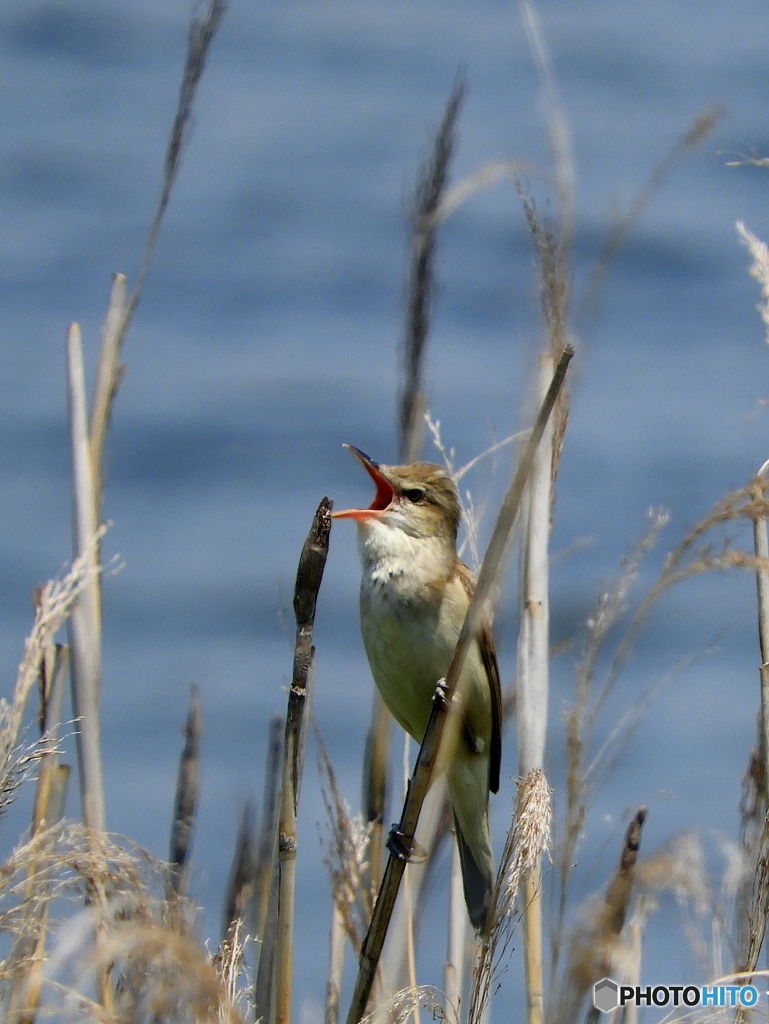 オオヨシキリ27