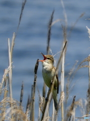 オオヨシキリ27