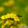 花と蜂20-①