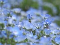 ネモフィラ23-①