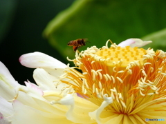 花と蜂13