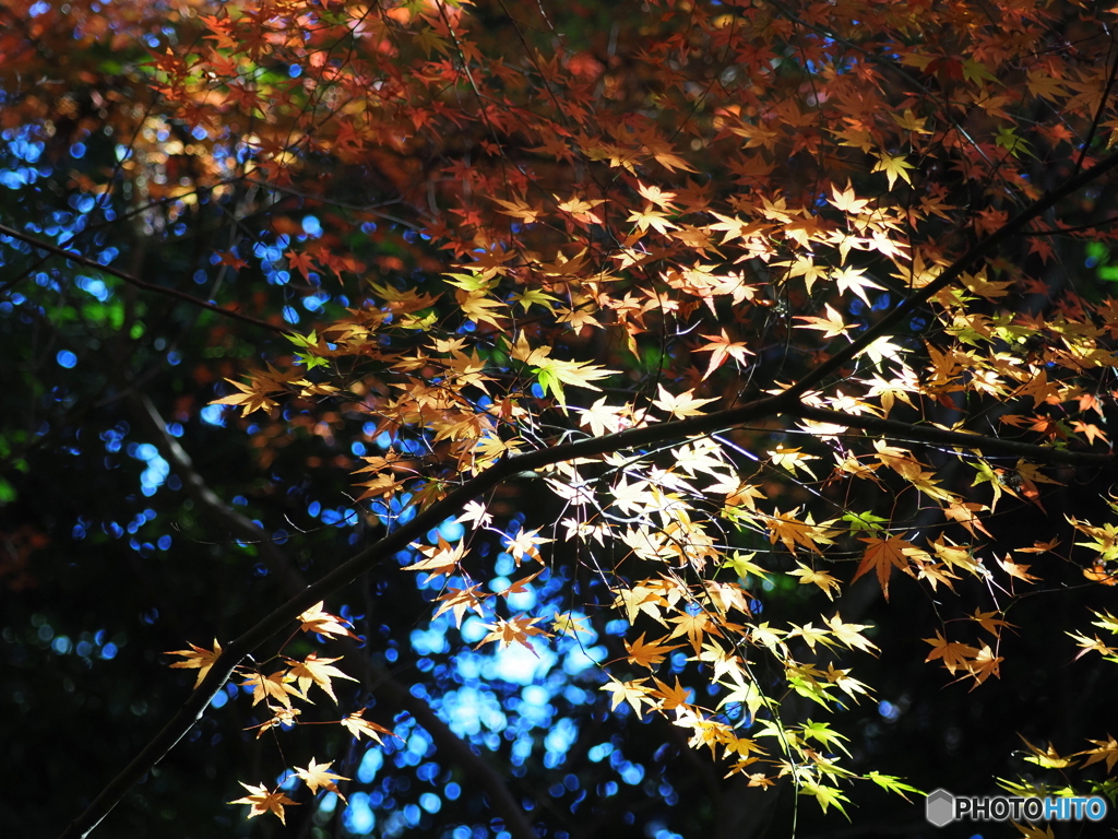 紅葉24-15