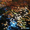 紅葉24-15