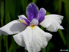 花菖蒲09