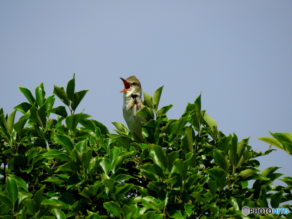 オオヨシキリ84