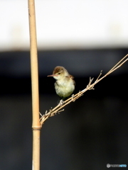 オオヨシキリ88