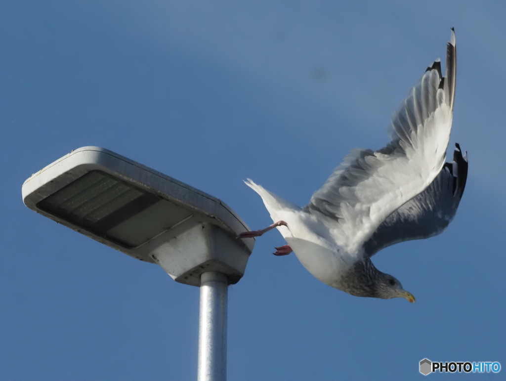 オオセグロカモメ04