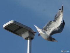 オオセグロカモメ04