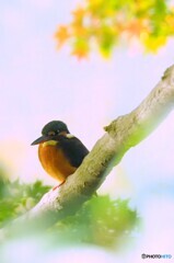 カワセミ571