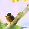 カワセミ571