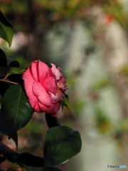 山茶花22-①