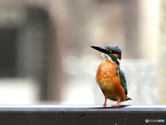 カワセミ618