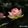 大賀ハス25-①