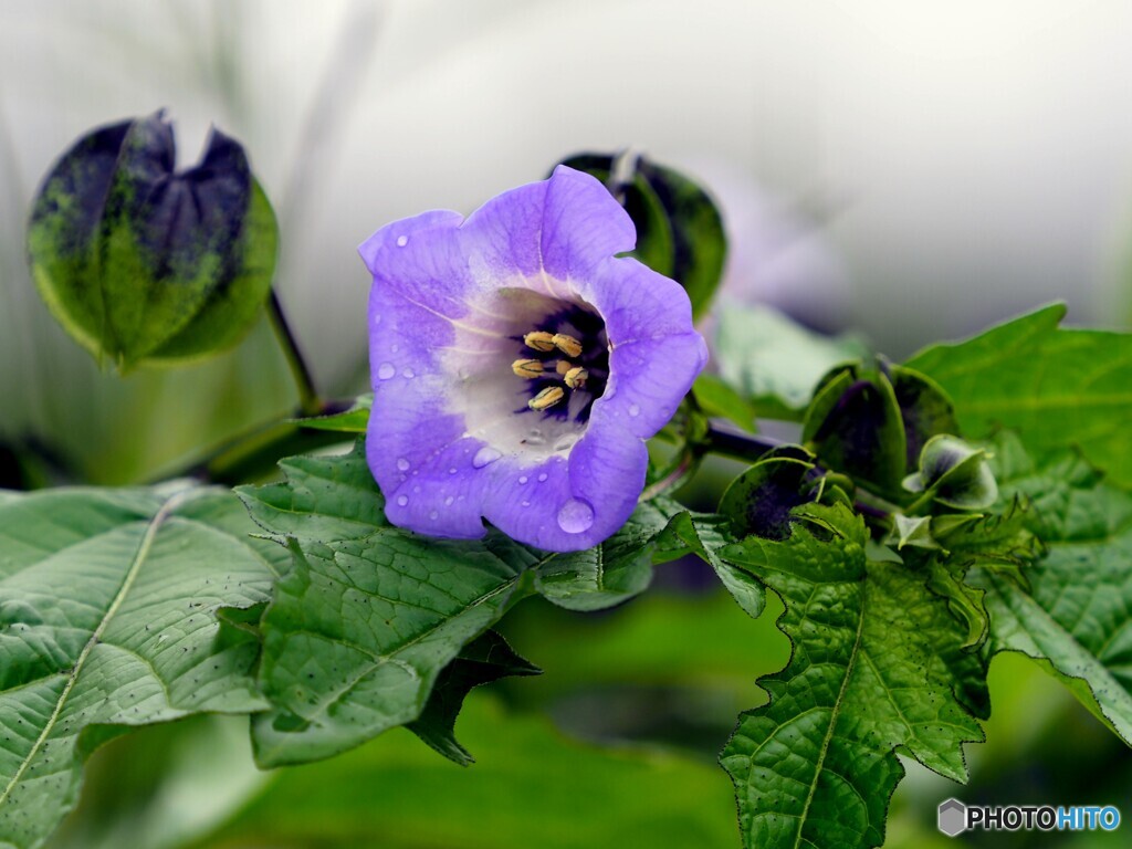 クロホウヅキ21-①