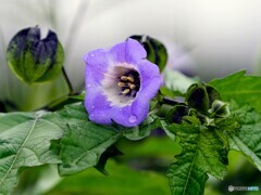 クロホウヅキ21-①