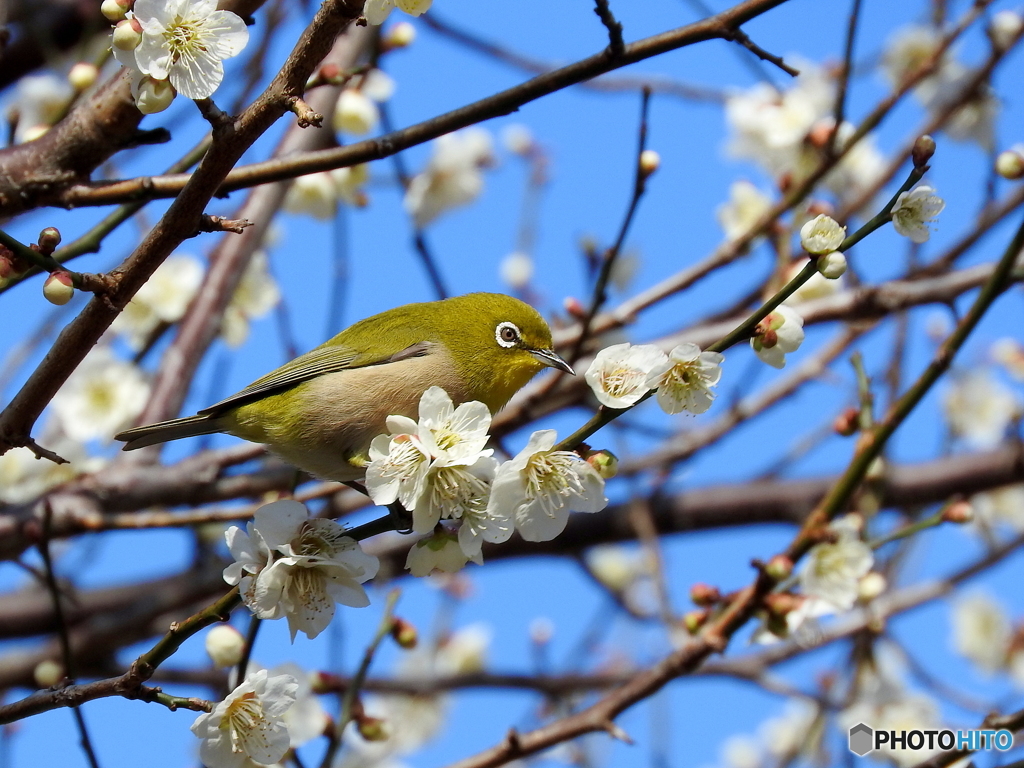 春メジロ30