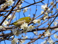 春メジロ30