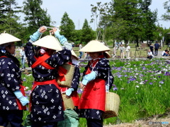 菖蒲祭り