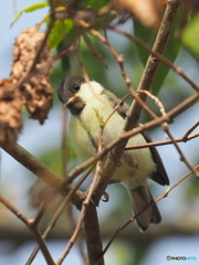 シジュウカラ291