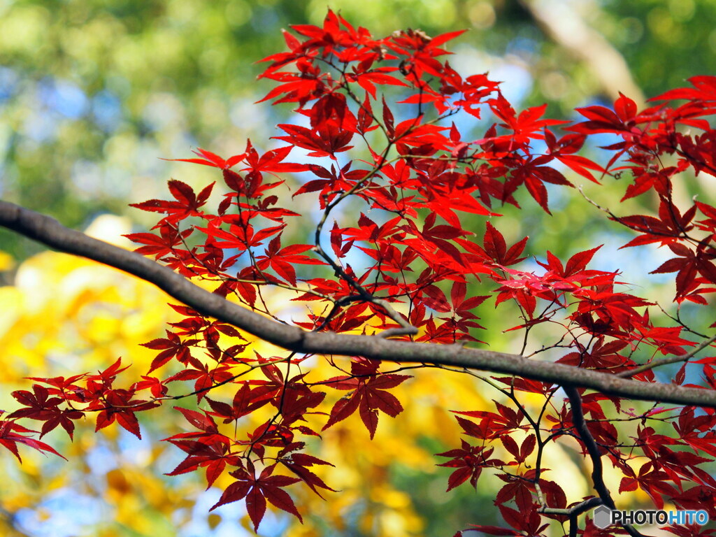 紅葉19-16