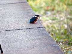 カワセミ62