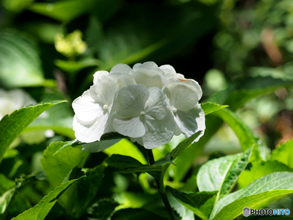紫陽花24-19