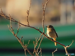 ジョウビタキ363