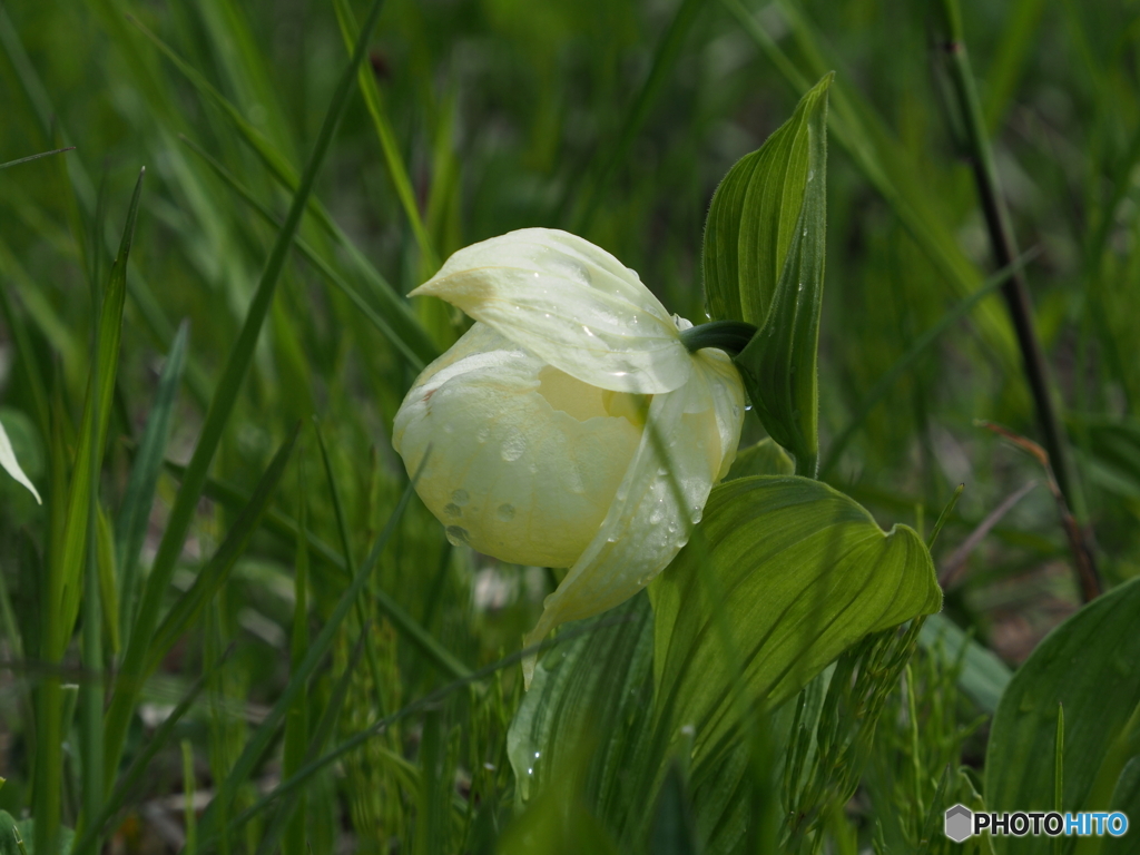 レブンアツモリソウ