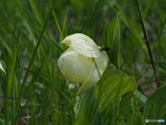 レブンアツモリソウ