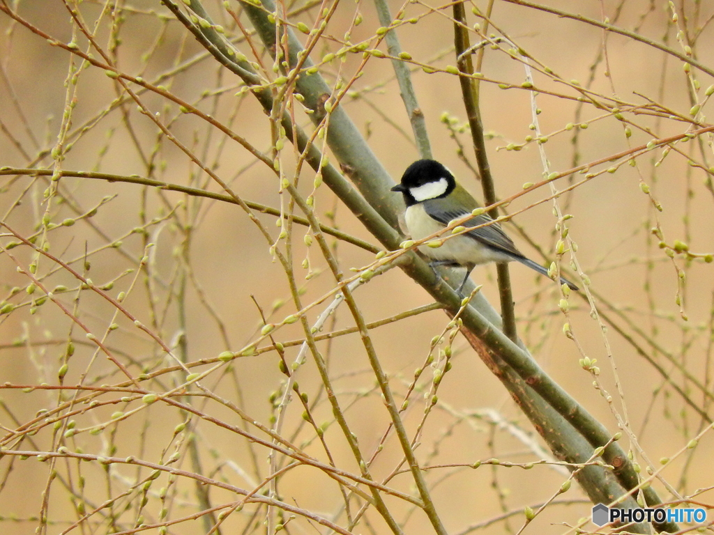 シジュウカラ91