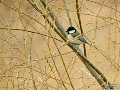 シジュウカラ91