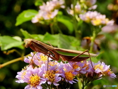 カマキリ