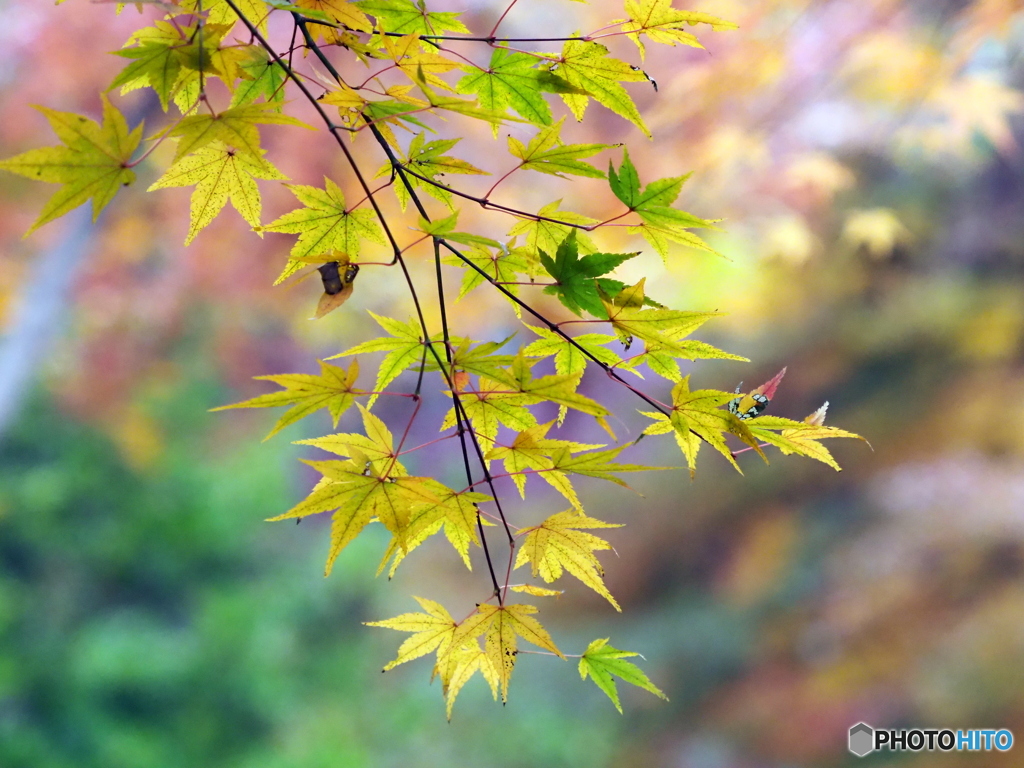 紅葉21-22