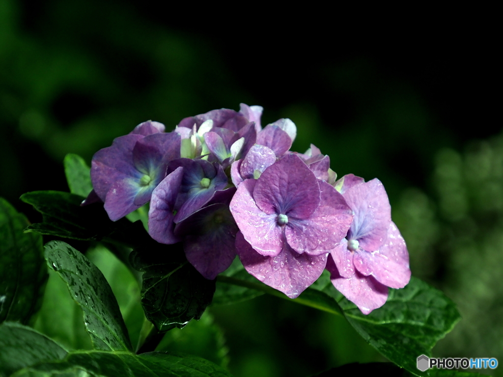 紫陽花23-⑦