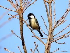 シジュウカラ128