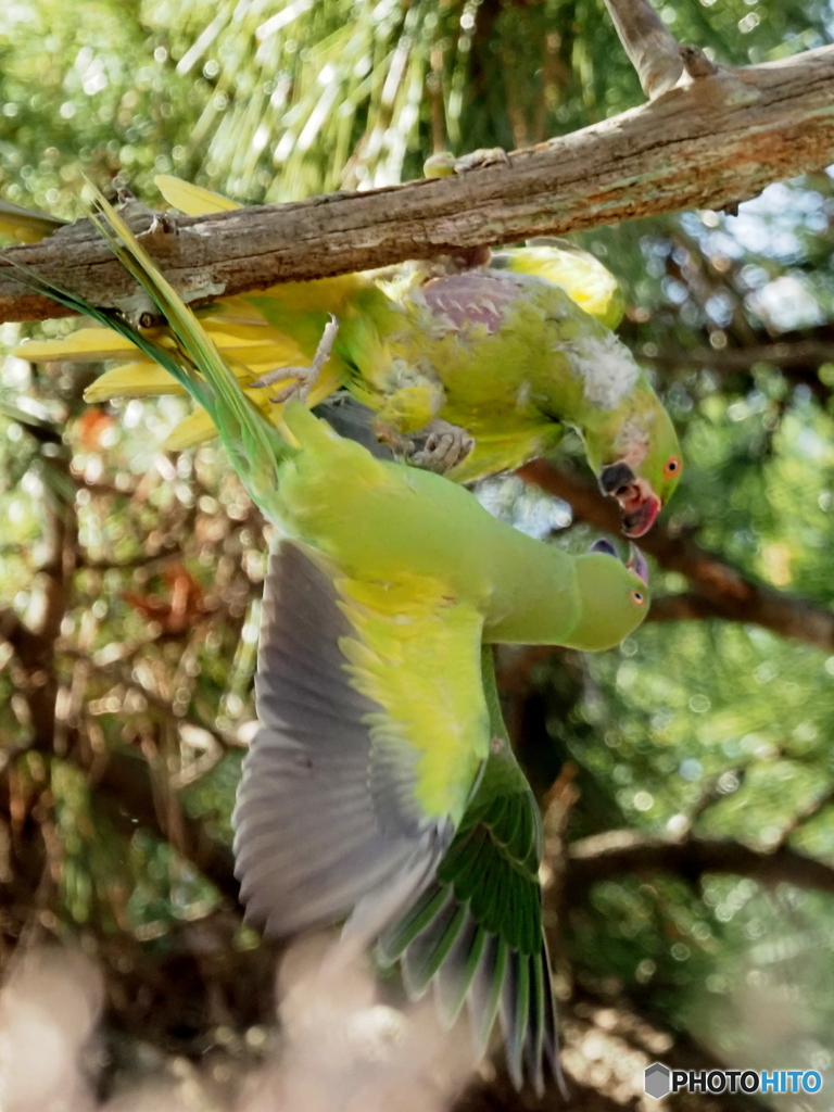 ワカケホンセイインコ07