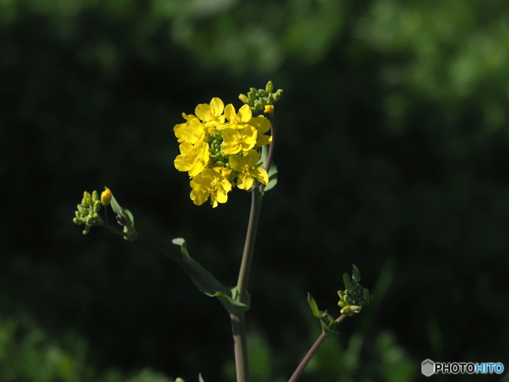 菜の花24-④