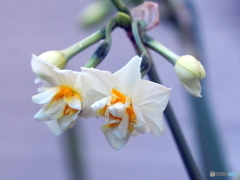 水仙23-⑥