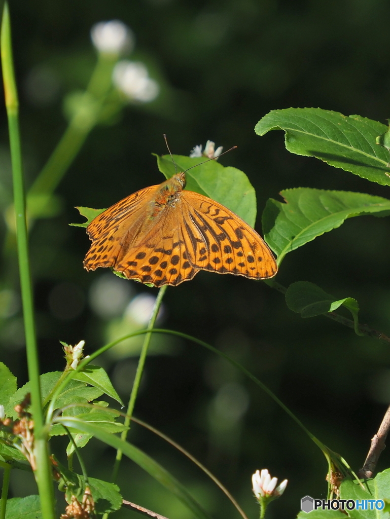 ミドリヒョウモン