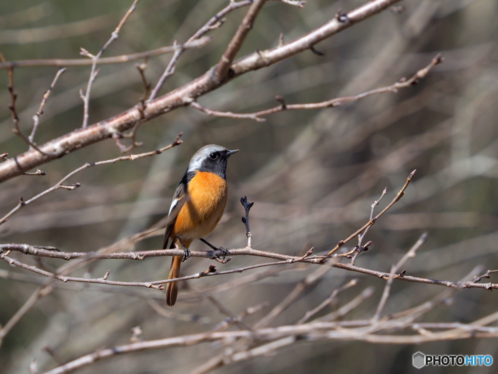 ジョウビタキ229