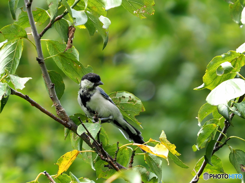 シジュウカラ296