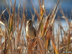 オオジュリン78