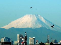 今朝の富士山