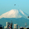 今朝の富士山