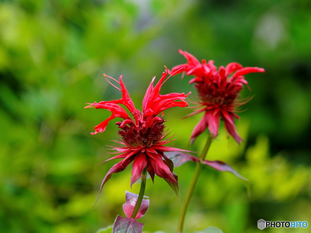 松明花