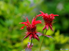 松明花